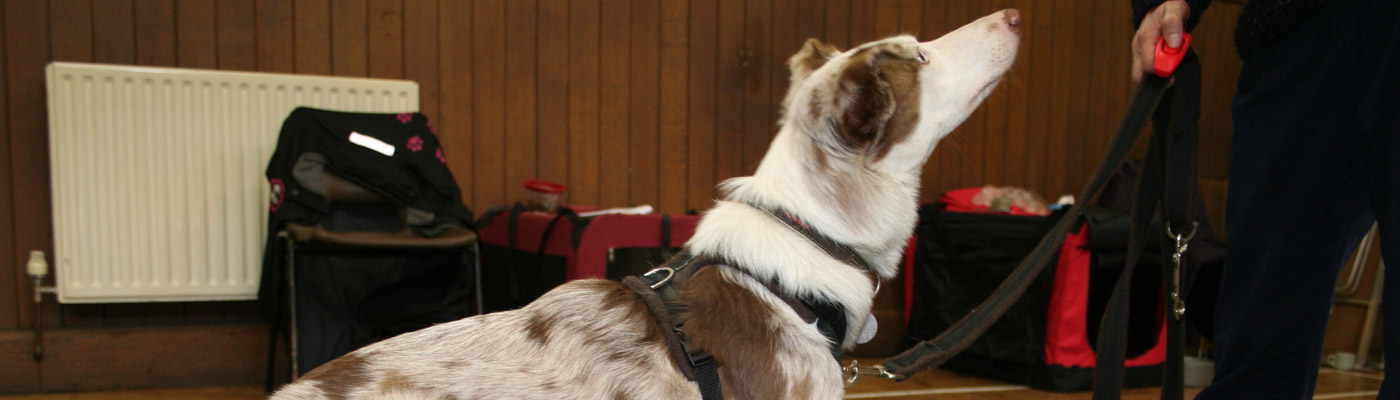 Sevenoaks & Dist Dog Training Society